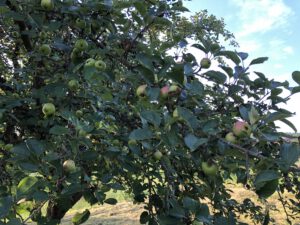 Unsere Produkte – Äpfel, Apfelsaft und Brennholz – SILVALUS